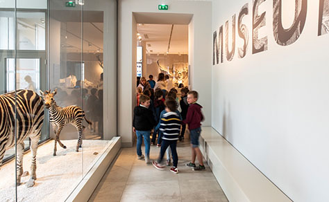 DIE WERFT - Muséum d′Histoire Naturelle de Bordeaux