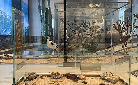 DIE WERFT - Muséum d′Histoire Naturelle de Bordeaux